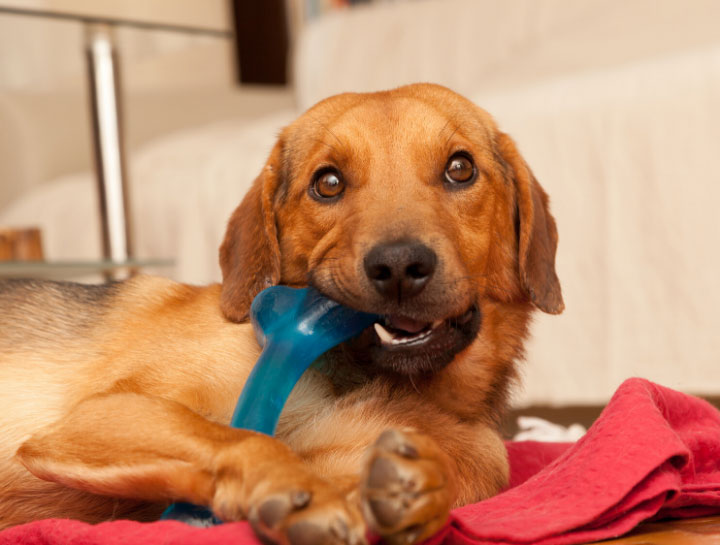 Pet Dental Care in Wilmington